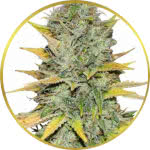 Gold Leaf Feminized Seeds for sale USA