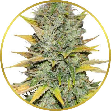 Gold Leaf marijuana strain