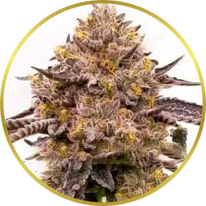 Gorilla Zkittlez Feminized Seeds for sale from Blimburn