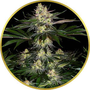 Gorilla Zkittlez Feminized Seeds plant image by Barney's Farm