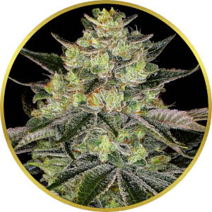 Gorilla Zkittlez Feminized Seeds for sale from Seedsman by Barney's Farm