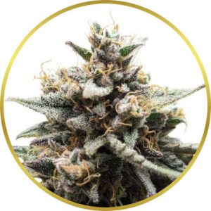 Gorilla Zkittlez marijuana strain