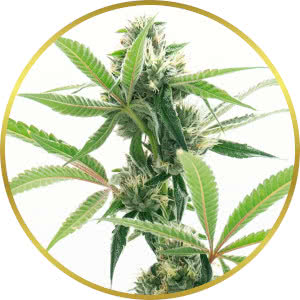 Grape Octane Autoflower Seeds for sale from Homegrown