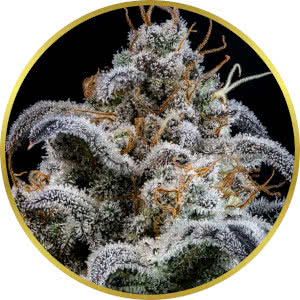 Grape Octane Autoflower Seeds for sale from Seedsman by Mephisto Genetics