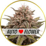 Grape Octane Autoflower Seeds for sale USA