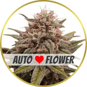 Grape Octane Autoflower marijuana strain