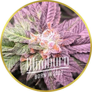 Grape Octane Feminized Seeds for sale from Blimburn