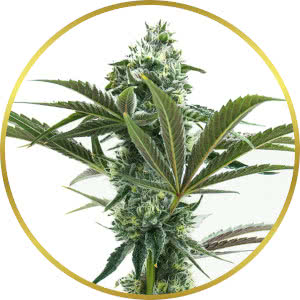 Grape Octane Feminized Seeds for sale from Homegrown