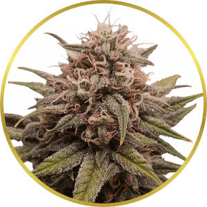 Grape Octane Feminized Seeds for sale from ILGM