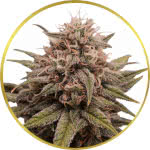 Grape Octane Feminized Seeds for sale USA