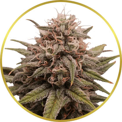 Grape Octane marijuana strain