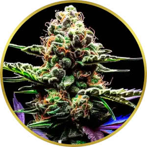 Grapericot Pie Autoflower Seeds for sale from Blimburn