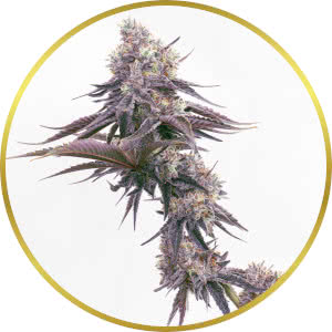 Grapericot Pie Autoflower Seeds for sale from Homegrown