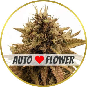 Grapericot Pie Autoflower Seeds for sale from ILGM