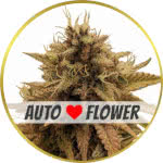 Grapericot Pie Autoflower Seeds for sale USA