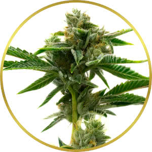 Grapericot Pie Feminized Seeds for sale from Homegrown