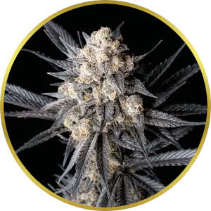 Grapericot Pie Feminized Seeds for sale from Seedsman