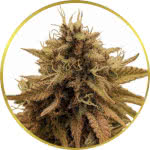 Grapericot Pie Feminized Seeds for sale USA