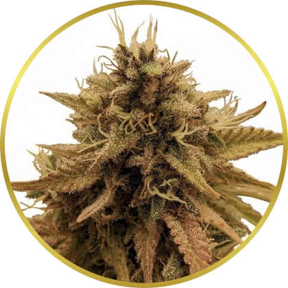 Grapericot Pie marijuana strain