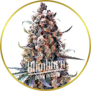 Green Crack Autoflower Seeds for sale from Blimburn