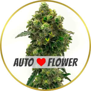Green Crack Autoflower Seeds for sale from Homegrown