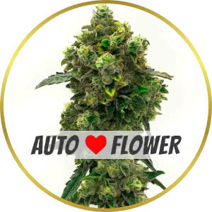 Green Crack Autoflower Seeds for sale from Homegrown