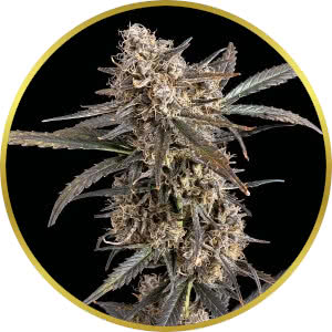 Green Crack Autoflower Seeds for sale from Seedsman