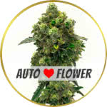 Green Crack Autoflower Seeds for sale USA