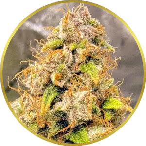 Green Crack Feminized Seeds for sale from SeedSupreme