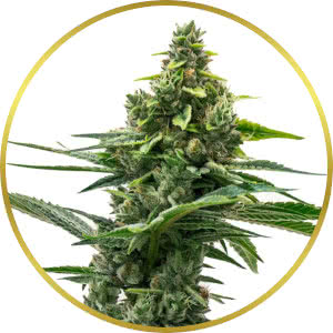 Gushers Autoflower Seeds for sale from Homegrown