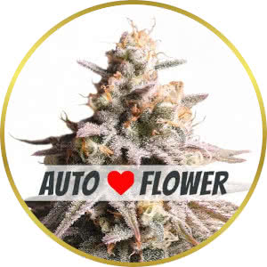 Gushers Autoflower Seeds for sale from ILGM
