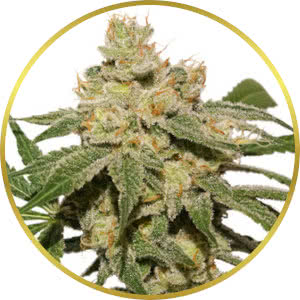 Gushers Autoflower Seeds for sale from Seedsman by Dutch Passion