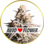 Gushers Autoflower Seeds for sale USA