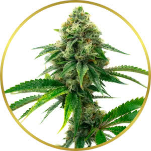 Gushers Feminized Seeds for sale from Homegrown