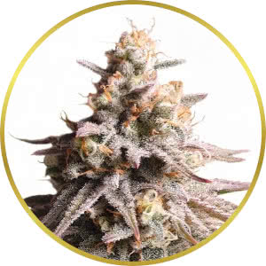 Gushers Feminized Seeds for sale from ILGM