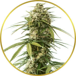 Gushers Feminized Seeds for sale from Seedsman by RQS