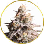 Gushers Feminized Seeds for sale USA