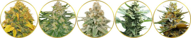 top-ranked list of the best high-yielding autoflower strains to grow