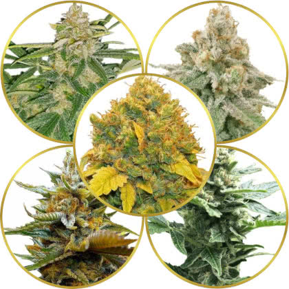 Top 10 Best High-Yield Autoflower Strains to Grow