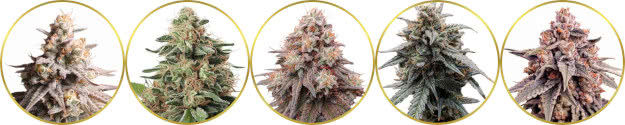 top-ranked list of the best hyped cannabis strains to grow