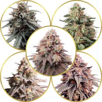 Top 10 Best Hyped Cannabis Strains to Grow