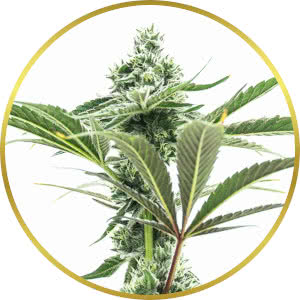 Jealousy Autoflower Seeds for sale from Homegrown