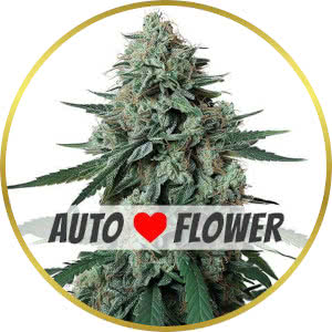 Jealousy Autoflower Seeds for sale from ILGM