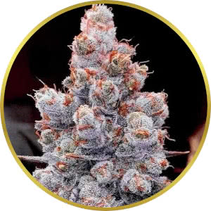 Jealousy Autoflower Seeds for sale from Seedsman by Ethos