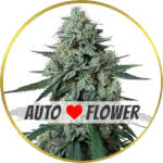 Jealousy Autoflower Seeds for sale USA
