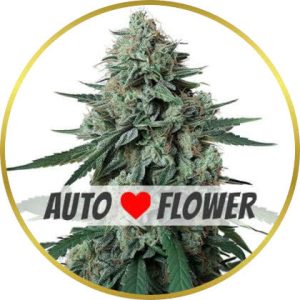 Jealousy Autoflower marijuana strain