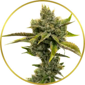 Jealousy Feminized Seeds for sale from Homegrown