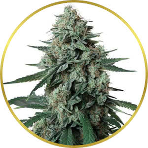 Jealousy Feminized Seeds for sale from ILGM
