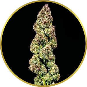 Jealousy Feminized Seeds for sale from Seedsman