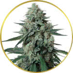 Jealousy Feminized Seeds for sale USA